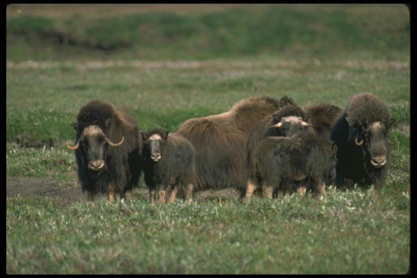 173096 Musk Oxen Herd On Tundra A4 Photo Print