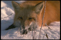173097 Red Fox (head Shot) A4 Photo Print