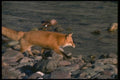 173098 Red Fox Running Beside River A4 Photo Print
