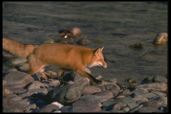 173098 Red Fox Running Beside River A4 Photo Print