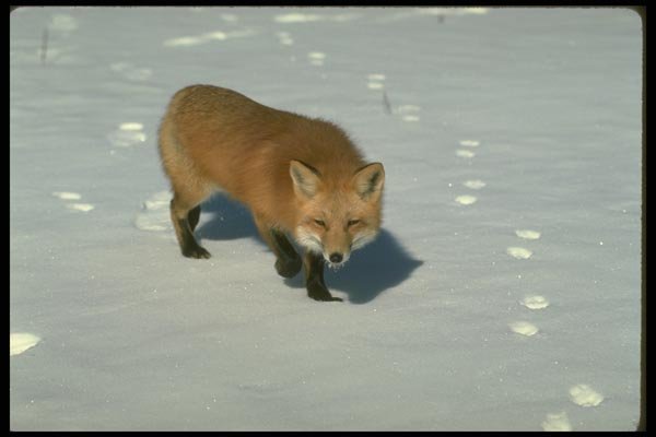173099 Red Fox On Snow A4 Photo Print
