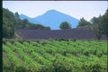 174002 Vineyard And Lavender Fields Near Digne A4 Photo Print