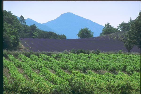 174002 Vineyard And Lavender Fields Near Digne A4 Photo Print