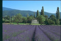174003 Lavender Fields And Provencal Mas Near Forcalquier A4 Photo Print