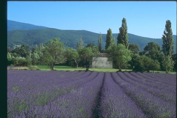 174003 Lavender Fields And Provencal Mas Near Forcalquier A4 Photo Print