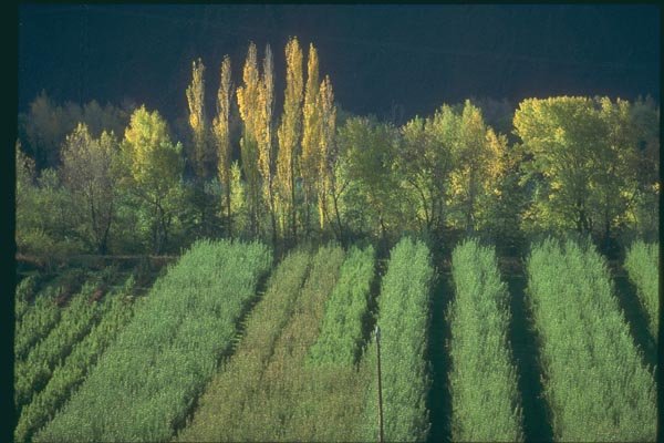 174004 Fields Of Fruit Trees Near Digne A4 Photo Print