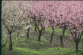 174008 Flowering Peach Trees In Rhone Valley A4 Photo Print