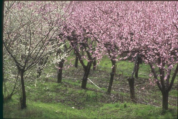 174008 Flowering Peach Trees In Rhone Valley A4 Photo Print