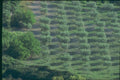 174009 Field Of Olive Trees Near Vaison La Romaine A4 Photo Print