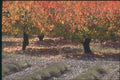 174012 Fruit Trees In Autumn Near Die A4 Photo Print