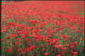 174014 Fields Of Poppies Near Carpentras A4 Photo Print