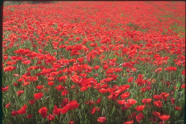 174014 Fields Of Poppies Near Carpentras A4 Photo Print