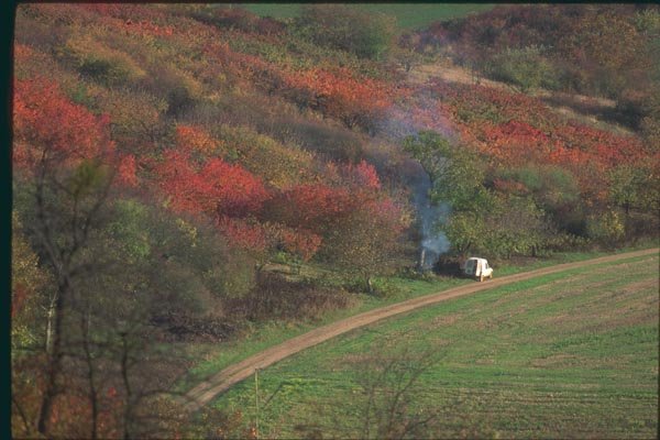 174029 Cherry Trees In Autumn Near Methamis A4 Photo Print
