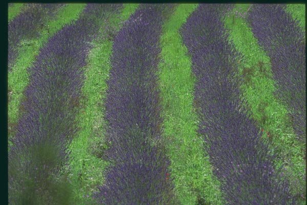 174036 Lavender Field Near Valensole A4 Photo Print