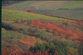 174038 Cherry Trees In Autumn Near Methamis A4 Photo Print