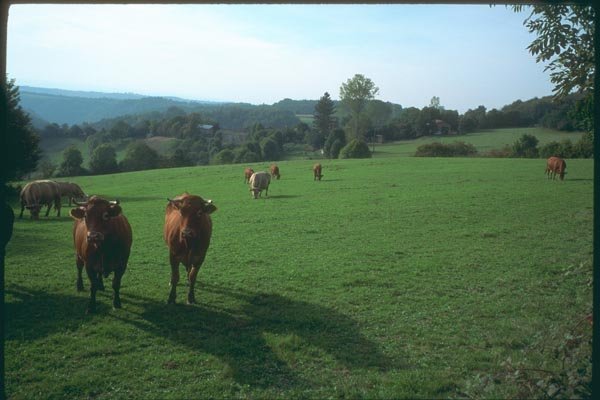 174040 Cows In A Field Near Mauvezin A4 Photo Print