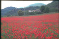 174043 Field Of Poppies Near Gap A4 Photo Print