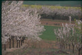 174044 Flowering Cherry Trees In Rhone Valley A4 Photo Print