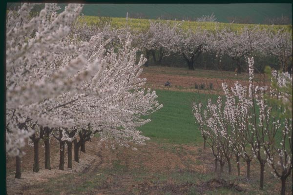 174044 Flowering Cherry Trees In Rhone Valley A4 Photo Print