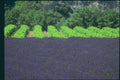 174046 Lavender Field In A Vineyard Near Valensole A4 Photo Print