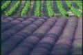 174048 Lavender Field With Vineyard Near Apt A4 Photo Print