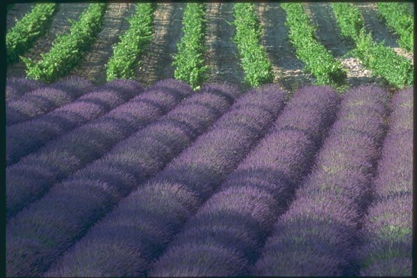 174048 Lavender Field With Vineyard Near Apt A4 Photo Print