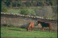 174049 Horses In A Field Near Carpentras A4 Photo Print