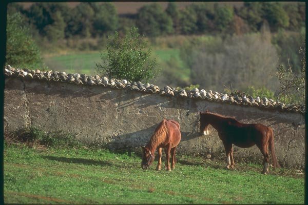 174049 Horses In A Field Near Carpentras A4 Photo Print
