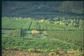 174051 Field Of Fruit Trees Near Gap A4 Photo Print