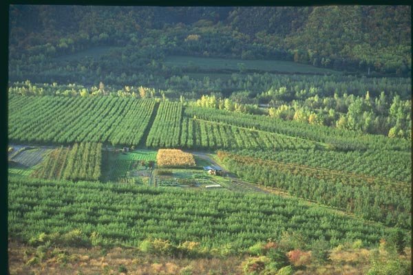 174051 Field Of Fruit Trees Near Gap A4 Photo Print