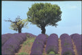 174054 Lavender Field Near Valensole A4 Photo Print