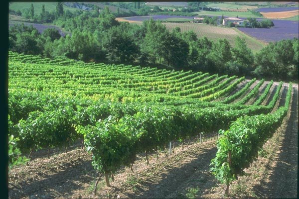 174062 Vineyard Near Apt A4 Photo Print