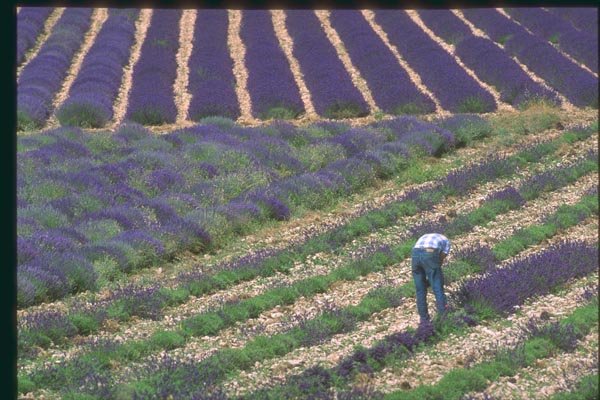 174063 Gathering Lavender In Summer Near Forcalquier A4 Photo Print