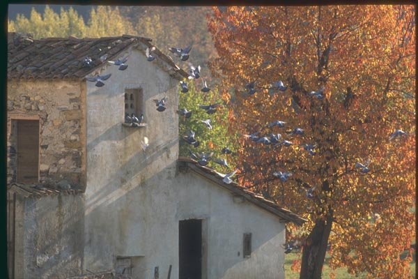 174065 Farm With Pigeons Near Carpentras A4 Photo Print