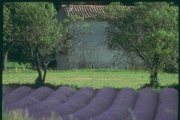 174069 Provencal Mas With Lavender Near Sault A4 Photo Print