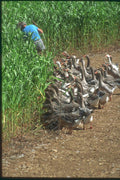 174071 Goose Breeder Near Sarlat A4 Photo Print
