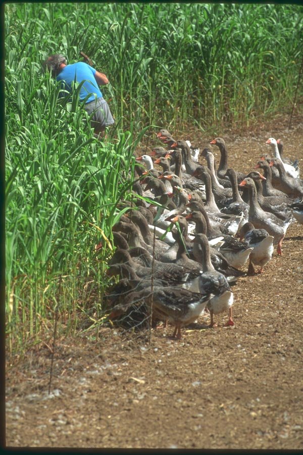 174071 Goose Breeder Near Sarlat A4 Photo Print