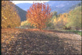 174077 Cherry Trees Near Apt A4 Photo Print