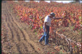 174078 Wine Grower Working In Rhone Valley A4 Photo Print