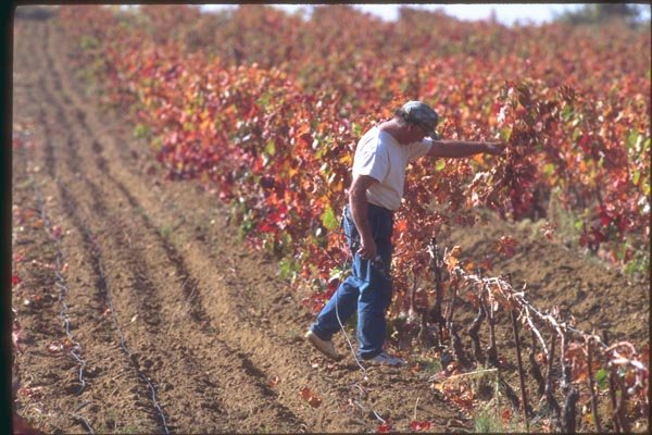 174078 Wine Grower Working In Rhone Valley A4 Photo Print