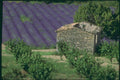 174079 Provencal Mas In A Lavender Field Near Sault A4 Photo Print