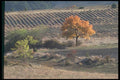 174080 Tree In Autumn Near Carpentras A4 Photo Print