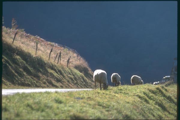 174082 Sheeps Near Bagneres A4 Photo Print