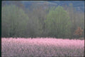 174083 Flowering Peach Trees In Rhone Valley A4 Photo Print