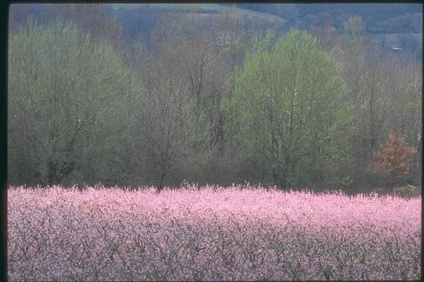 174083 Flowering Peach Trees In Rhone Valley A4 Photo Print