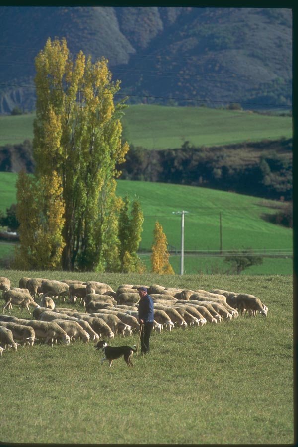 174085 Farmer With A Flock Of Sheep Near Sault A4 Photo Print
