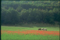 174088 Cows In A Field Of Poppies Near Die A4 Photo Print