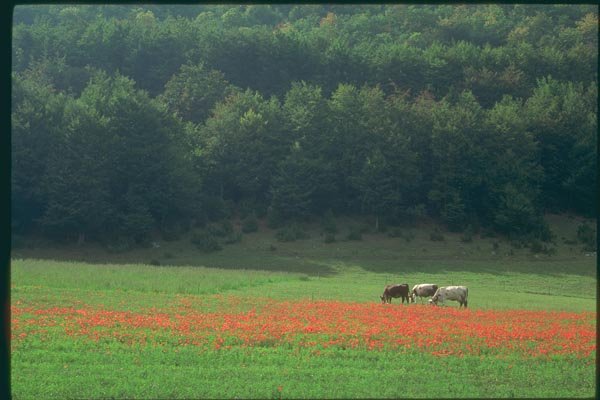 174088 Cows In A Field Of Poppies Near Die A4 Photo Print