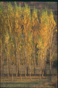 174090 Yellow Poplars In Autumn Near Apt A4 Photo Print