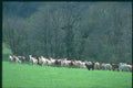 174093 Flock Of Goats In The Rhone Valley A4 Photo Print